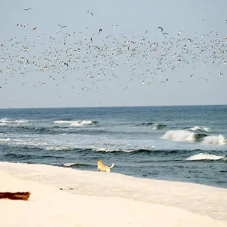 Apartment White Pearl 1.04 *